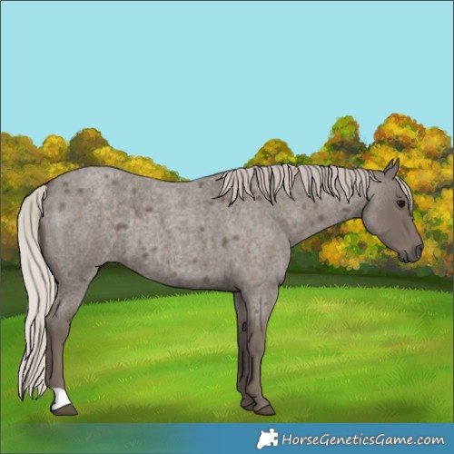 Horse Color:Silver Blue Roan