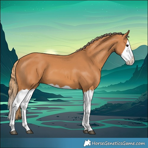 Horse Color:Chestnut Splash 