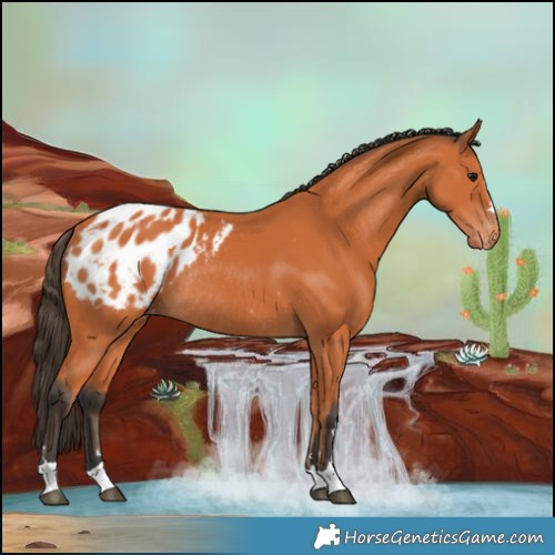 Horse Color:Bay Blanket Rabicano