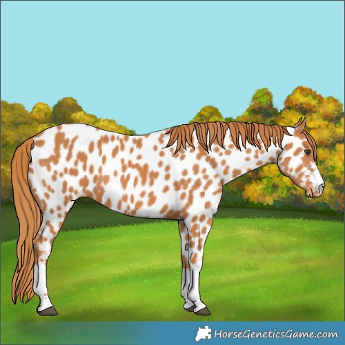 Horse Color:Chestnut Appaloosa 