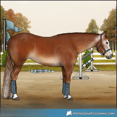 Horse Color:Gray Chestnut and Gray Chestnut Splash