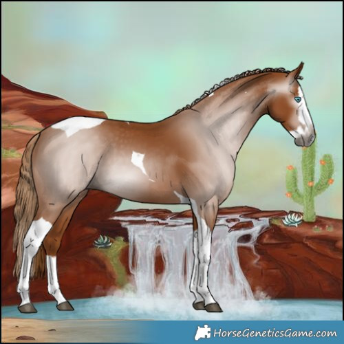Horse Color:Gray Chestnut Splash Tobiano 