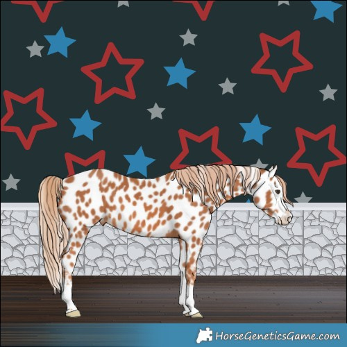 Horse Color:Chestnut Splash Appaloosa 