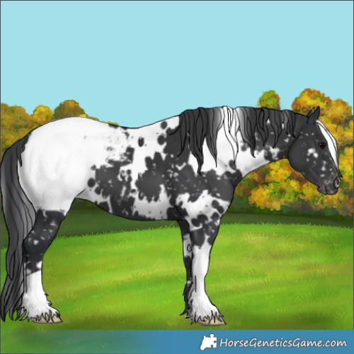 Horse Color:White Spotted Black Snowcap