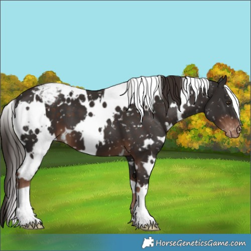 Horse Color:White Spotted Liver Chestnut Snowflake Varnish
