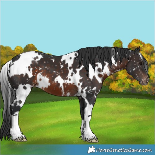 Horse Color:White Spotted Brown Snowflake Varnish