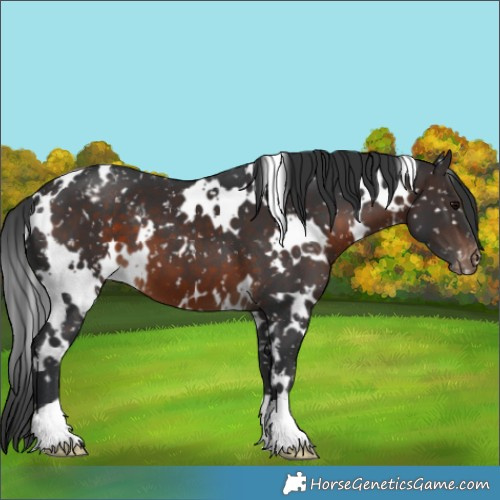 Horse Color:White Spotted Brown Snowflake Varnish