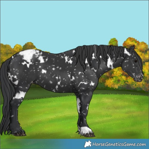 Horse Color:White Spotted Black Snowflake Varnish