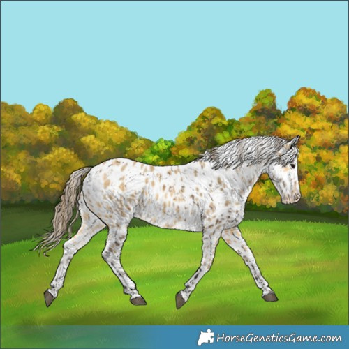 Horse Color:Buckskin Leopard and Amber Cream Champagne Leopard