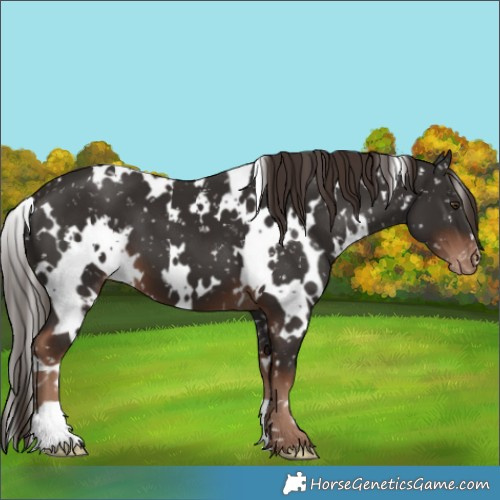 Horse Color:White Spotted Liver Chestnut Appaloosa 