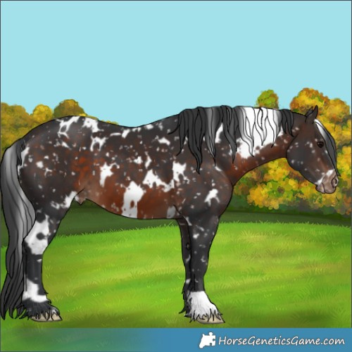 Horse Color:White Spotted Brown Snowflake Varnish