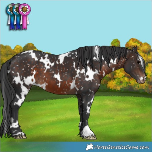 Horse Color:White Spotted Brown Appaloosa