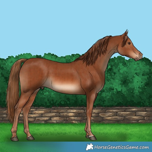 Horse Color:Chestnut  and Chestnut 