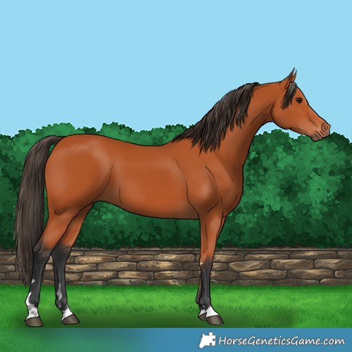 Horse Color:Bay 