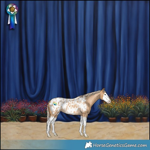 Horse Color:Palomino Roan Splash Appaloosa