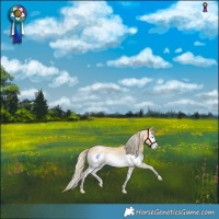 Horse Color:Palomino Roan Splash Blanket