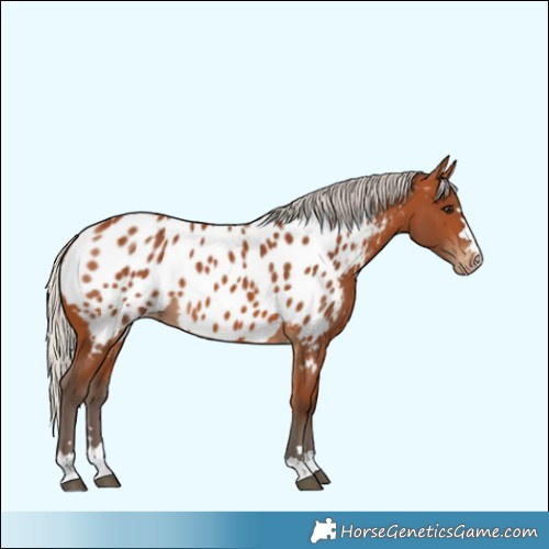 Horse Color:Silver Bay Near Leopard 