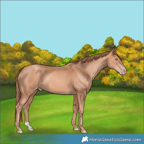 Horse Color:Gold Champagne