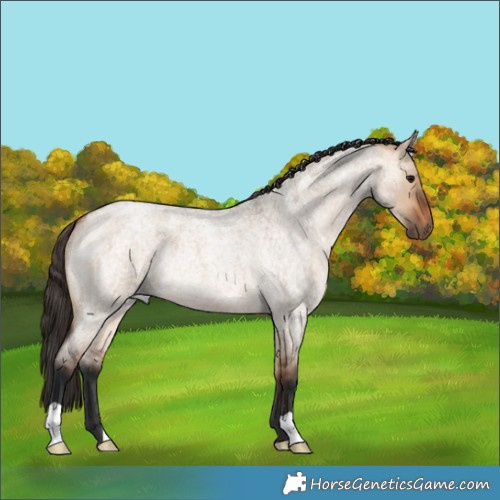 Horse Color:Bay Roan Dun