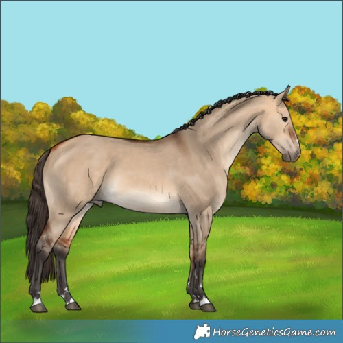 Horse Color:Bay Dun