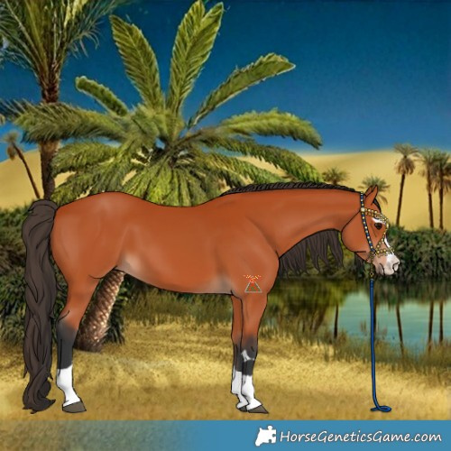 Horse Color:Bay 