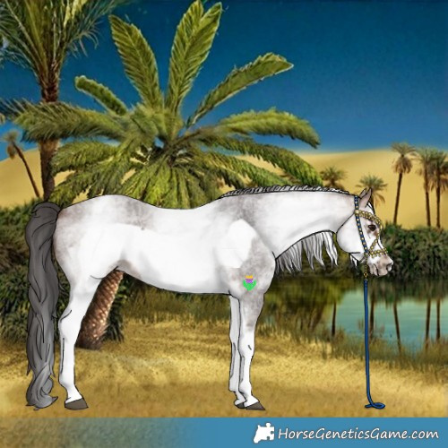 Horse Color:White Spotted Brown Roan Frame