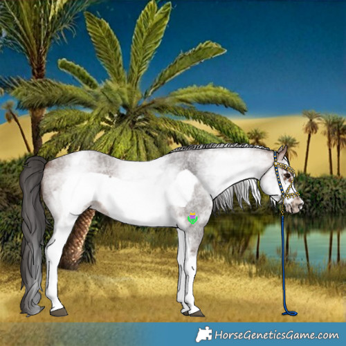 Horse Color:White Spotted Brown Roan Frame 