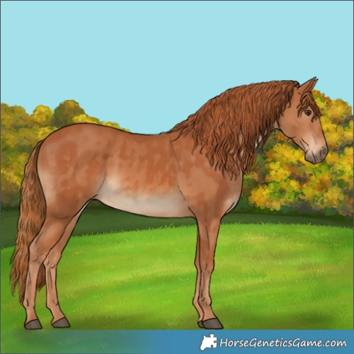 Horse Color:Chestnut and Chestnut