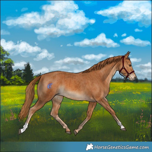 Horse Color:Chestnut  and Chestnut 