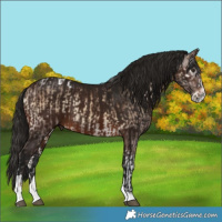 Horse Color:Liver Red Dun Onyx Tobiano Brindle  and Gray Bay Splash Tobiano 