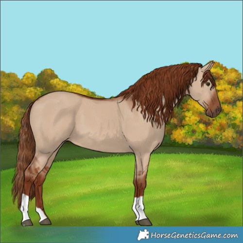 Horse Color:Red Dun 