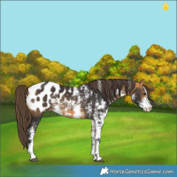 Horse Color:Buckskin Sabino Blanket