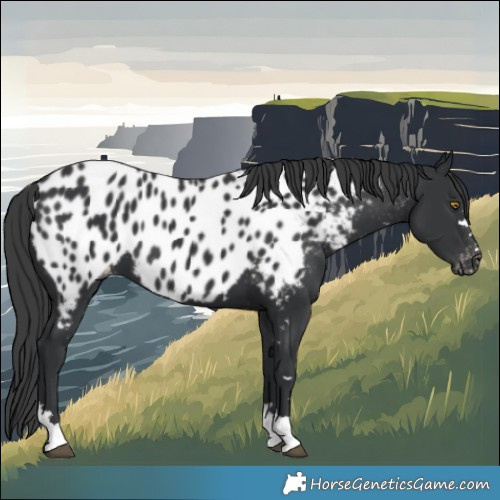 Horse Color:Black Blanket