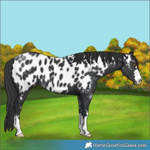 Horse Color:Black Near Leopard 