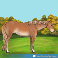Horse Color:Chestnut  and Chestnut 