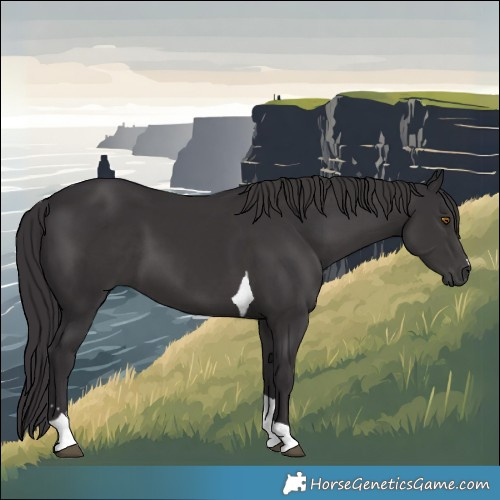 Horse Color:Smoky Black Tobiano 