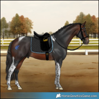 Horse Color:Bay Tobiano 