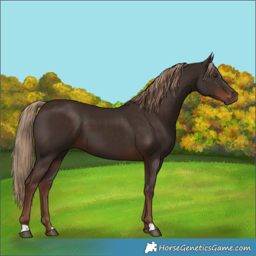 Horse Color:Liver Chestnut