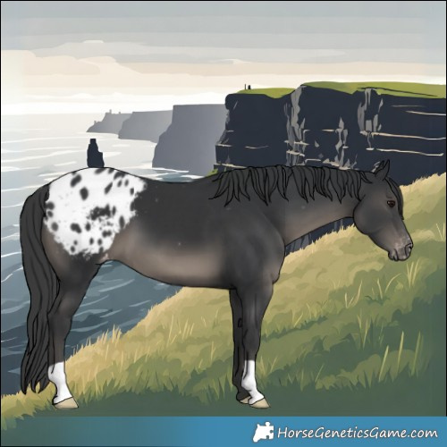 Horse Color:Black Blanket