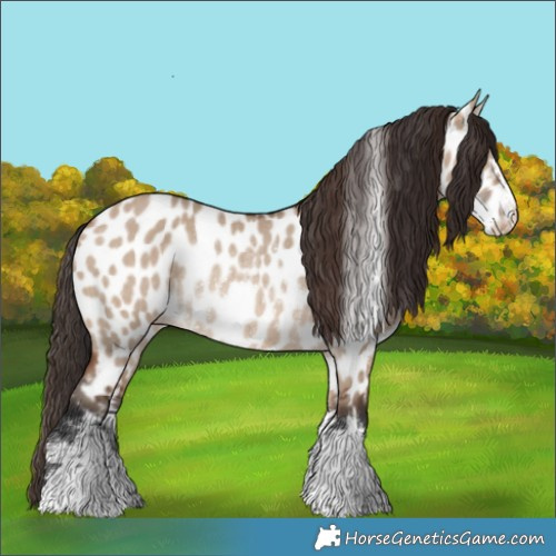 Horse Color:Brown Dun Appaloosa Rabicano 