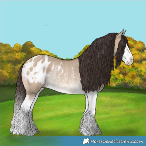 Horse Color:Bay Dun Splash Appaloosa Rabicano
