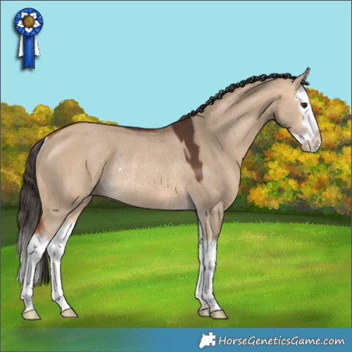 Horse Color:Bay Dun Splash Rabicano 