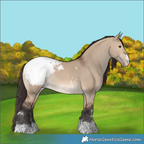 Horse Color:Bay Dun Snowcap Rabicano