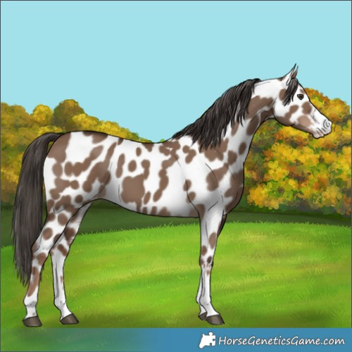 Horse Color:Liver Red Dun Appaloosa