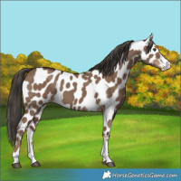 Horse Color:Liver Red Dun Appaloosa