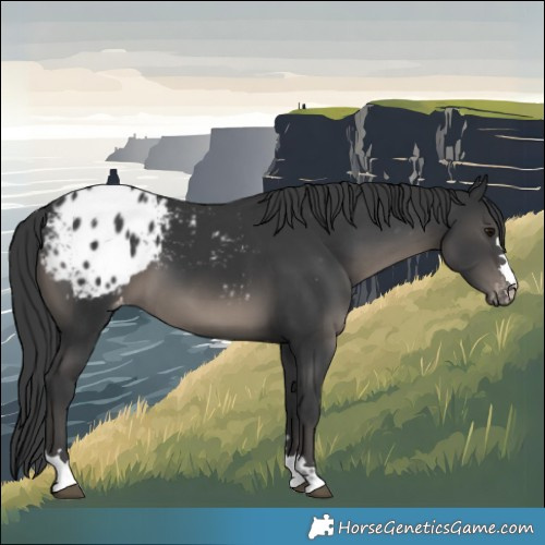 Horse Color:Black Blanket 