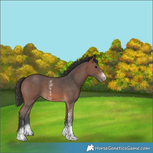 Horse Color:Brown Sabino