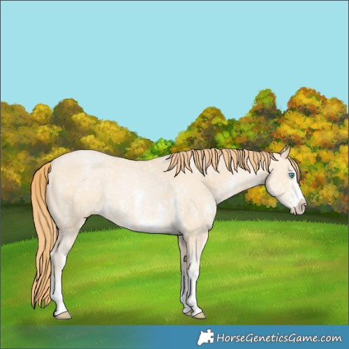Horse Color:Buckskin Pearl Sabino