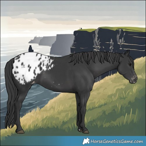 Horse Color:Black Blanket