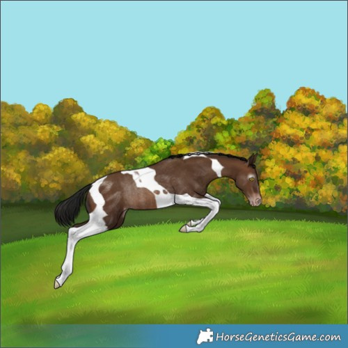 Horse Color:Gray Sable Champagne Tobiano Appaloosa Rabicano 